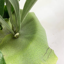 画像をギャラリービューアに読み込む, ビカクシダ・ネザーランド(コウモリラン) 6号