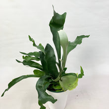 画像をギャラリービューアに読み込む, ビカクシダ・ネザーランド(コウモリラン) 6号