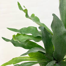 画像をギャラリービューアに読み込む, ビカクシダ・ネザーランド(コウモリラン) 6号