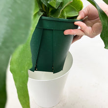 画像をギャラリービューアに読み込む, ビカクシダ・ネザーランド(コウモリラン) 6号