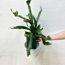 画像をギャラリービューアに読み込む, ビカクシダ・ネザーランド(コウモリラン) 6号