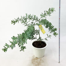画像をギャラリービューアに読み込む, 【限定42個】ミモザ・アカシア 6号 ※予約商品:3/16まで 出荷予定:3/21