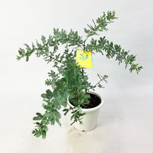 画像をギャラリービューアに読み込む, 【限定42個】ミモザ・アカシア 6号 ※予約商品:3/16まで 出荷予定:3/21