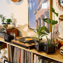 画像をギャラリービューアに読み込む, 【土を使わない観葉植物】テーブルプランツ キューブ (Table Plants CUBE) ペペロミア・サンデルシー(スイカぺぺ)