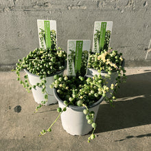 画像をギャラリービューアに読み込む, 【限定25セット】斑入りグリーンネックレス 3号 3ポットセット ※予約商品:11/16まで 出荷予定:11/21