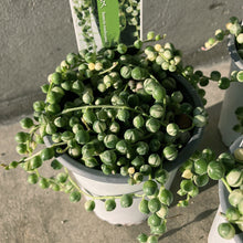 画像をギャラリービューアに読み込む, 【限定25セット】斑入りグリーンネックレス 3号 3ポットセット ※予約商品:11/16まで 出荷予定:11/21