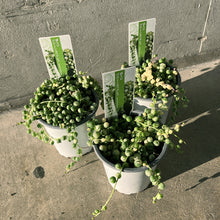 画像をギャラリービューアに読み込む, 【限定25セット】斑入りグリーンネックレス 3号 3ポットセット ※予約商品:11/16まで 出荷予定:11/21