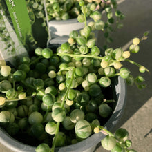 画像をギャラリービューアに読み込む, 【限定25セット】斑入りグリーンネックレス 3号 3ポットセット ※予約商品:11/16まで 出荷予定:11/21