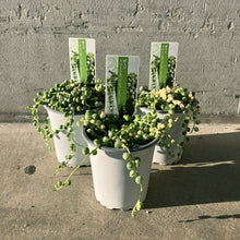 画像をギャラリービューアに読み込む, 【限定25セット】斑入りグリーンネックレス 3号 3ポットセット ※予約商品:11/16まで 出荷予定:11/21