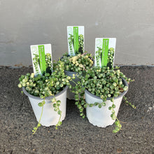 画像をギャラリービューアに読み込む, 【限定25セット】斑入りグリーンネックレス 3号 3ポットセット ※予約商品:11/16まで 出荷予定:11/21