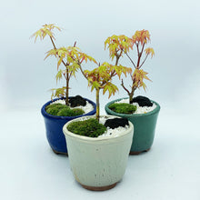 画像をギャラリービューアに読み込む, もみじ(桂)のミニ盆栽 萬古焼鉢セット 3.5号 1鉢