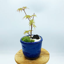 画像をギャラリービューアに読み込む, もみじ(桂)のミニ盆栽 萬古焼鉢セット 3.5号 1鉢