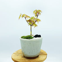 画像をギャラリービューアに読み込む, もみじ(桂)のミニ盆栽 萬古焼鉢セット 3.5号 1鉢