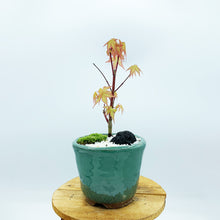 画像をギャラリービューアに読み込む, もみじ(桂)のミニ盆栽 萬古焼鉢セット 3.5号 1鉢