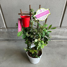 画像をギャラリービューアに読み込む, 【限定40個】2種の実付きブルーベリー(マザーベリー)5号