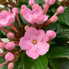 画像をギャラリービューアに読み込む, 【限定30鉢】アッサム・ニオイザクラ 'ココ'(ルクルア) 5号 ※予約商品:12/7まで 出荷予定:12/12