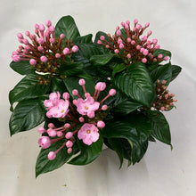 画像をギャラリービューアに読み込む, 【限定30鉢】アッサム・ニオイザクラ 'ココ'(ルクルア) 5号 ※予約商品:12/7まで 出荷予定:12/12