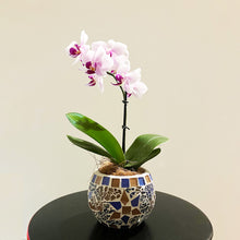 画像をギャラリービューアに読み込む, ミディ胡蝶蘭 (ピンク系) オリジナルガラス鉢セット【サワープティ】