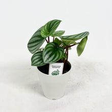 画像をギャラリービューアに読み込む, 【限定48個】ペペロミア・サンデルシー(スイカぺぺ) 4号