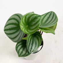 画像をギャラリービューアに読み込む, 【限定48個】ペペロミア・サンデルシー(スイカぺぺ) 4号