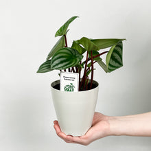 画像をギャラリービューアに読み込む, 【限定48個】ペペロミア・サンデルシー(スイカぺぺ) 4号