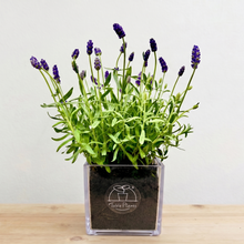 画像をギャラリービューアに読み込む, テーブルプランツ(Table Plants) ボタニカルソイル【CUBE】ラベンダー・カシオペア