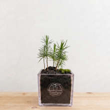 画像をギャラリービューアに読み込む, テーブルプランツ(Table Plants) ボタニカルソイル【CUBE】松|ボタニカルソイルで土いらず、食卓&デスクを和の癒し空間に