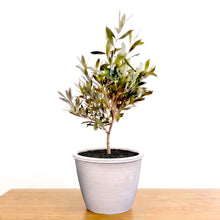 画像をギャラリービューアに読み込む, 【ボタニカルソイル観葉】テーブルプランツ(Table Plants) オリーブ(ミックス) ワイドDELUXⅡ