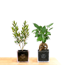 画像をギャラリービューアに読み込む, 【ボタニカルソイルCUBE観葉】テーブルプランツ(Table Plants) マインドフルネスセット(オリーブ×ガジュマル)