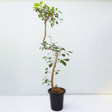 画像をギャラリービューアに読み込む, 【一点物】フランスゴムの木 8号 高さ約140cm 沖縄の観葉植物 No.525