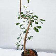 画像をギャラリービューアに読み込む, 【一点物】フランスゴムの木 8号 高さ約140cm 沖縄の観葉植物 No.525