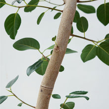 画像をギャラリービューアに読み込む, 【一点物】フランスゴムの木 8号 高さ約140cm 沖縄の観葉植物 No.525