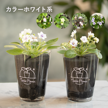 画像をギャラリービューアに読み込む, 【土を使わない花】テーブルプランツ (Table Plants) セントポーリア ※数量限定/予約商品