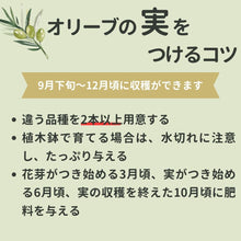 画像をギャラリービューアに読み込む, オリーブの木 6号 (高さ約70cm)瀬戸内産 品種はおまかせ