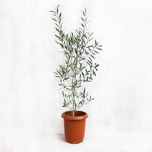 画像をギャラリービューアに読み込む, オリーブの木 8号 アトリエポットカバーセット