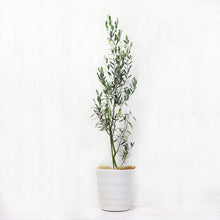 画像をギャラリービューアに読み込む, オリーブの木 8号 アトリエポットカバーセット