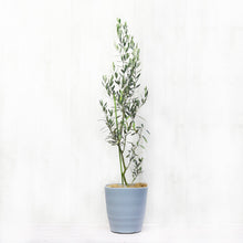 画像をギャラリービューアに読み込む, オリーブの木 8号 アトリエポットカバーセット