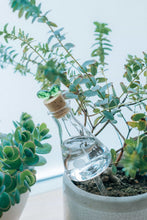画像をギャラリービューアに読み込む, 旅行中の植物の水やりに最適!プランターに挿す水やり器