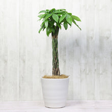 画像をギャラリービューアに読み込む, 【ラッピング&木札付き】パキラ ねじり 7号 ギフトにおすすめ 鉢カバーセット 開店・開業祝い/移転・引っ越し祝い/誕生日祝い