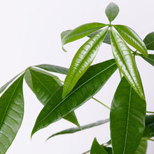 画像をギャラリービューアに読み込む, パキラ 4号 おしゃれな鉢カバーセット