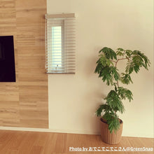 画像をギャラリービューアに読み込む, 【室内におすすめ 観葉植物】ネムノキ・エバーフレッシュ 5号