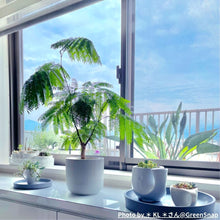画像をギャラリービューアに読み込む, 【室内におすすめ 観葉植物】ネムノキ・エバーフレッシュ 5号