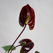 画像をギャラリービューアに読み込む, 【限定カラー】テーブルプランツ(TablePlants) アンスリウム ※土を使わない観葉植物