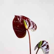 画像をギャラリービューアに読み込む, 【限定カラー】テーブルプランツ(TablePlants) アンスリウム ※土を使わない観葉植物