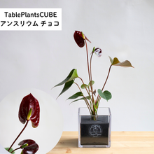 画像をギャラリービューアに読み込む, 【限定カラー】テーブルプランツ(TablePlants) アンスリウム ※土を使わない観葉植物