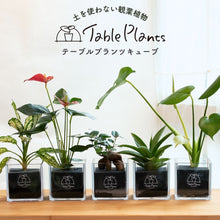 画像をギャラリービューアに読み込む, 【土を使わない観葉植物】テーブルプランツ キューブ (Table Plants CUBE)