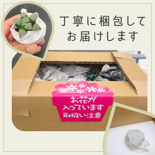 画像をギャラリービューアに読み込む, 【一点物】ハオルチア・万象 白妙 2.5号 白陶器鉢セット