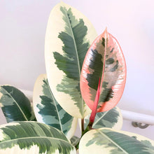 画像をギャラリービューアに読み込む, フィカス・ティネケ 7号