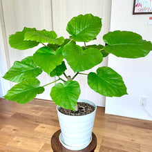 画像をギャラリービューアに読み込む, 【室内におすすめ 観葉植物】フィカス・ウンベラータ 6号