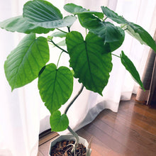 画像をギャラリービューアに読み込む, 【室内におすすめ 観葉植物】フィカス・ウンベラータ 6号